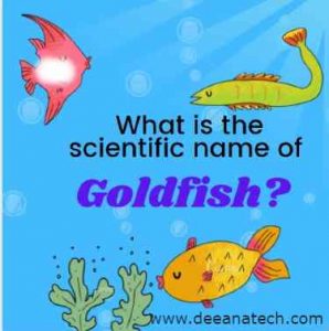 Know about Goldfish, What is the scientific name of Goldfish_